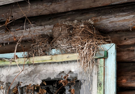 Birds' nests on window of an old dilapidated house. Rustic wooden house with broken windows in an abandoned villageの写真素材