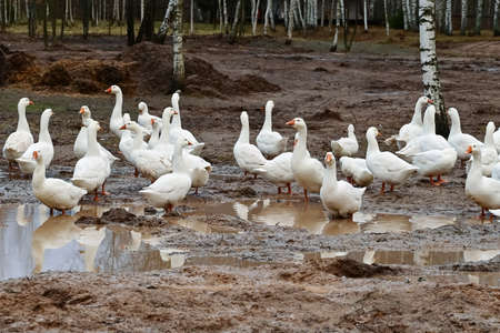 flock of white domestic geese stands among puddles. The concept of breeding geese, home goose farm, farmingの写真素材
