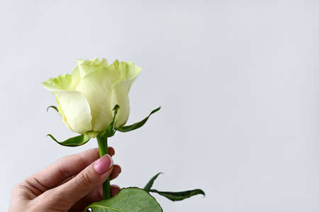 beautiful white rose with delicate yellow-green shade in woman's hand on light background. Close-up. Selective focus. Copy spaceの写真素材