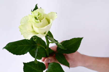 beautiful white rose with delicate yellow-green shade in man's hand on light background. Close-up. Selective focus. Copy spaceの写真素材