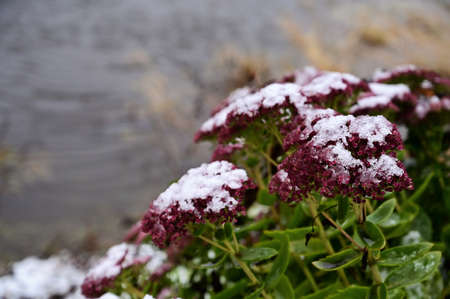 Bushes of pink flowers bloom under layer of white snow close-up. Cold snap and first snow in late autumn. Selective focus. Copy spaceの写真素材