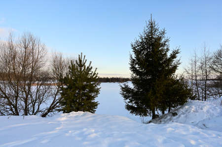 Winter landscape on frosty sunny morning. There are two fir trees in the foreground. Everything is...