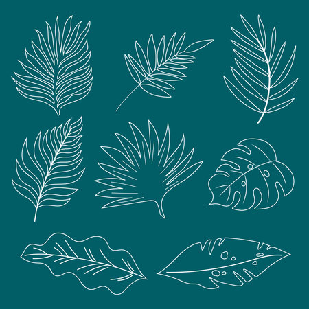 Tropical set of line art palm leaves. Vector handdrawn design.のイラスト素材
