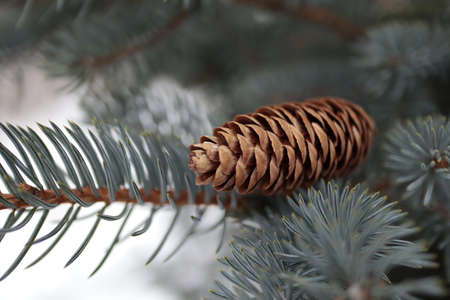 Pine cone on a spruce branch close-up. Winter background.