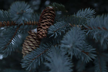 Pine tree branch with cones close-up. Nature background.の写真素材