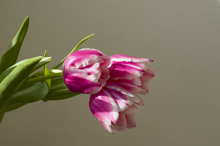 Pink tulip on a beige backgroundの写真素材
