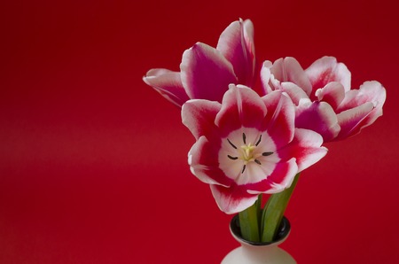 red tulip in a vase with a red backgroundの写真素材