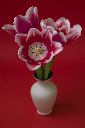 red tulip in a vase with a red backgroundの写真素材