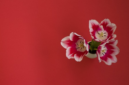 red tulip in a vase with a red backgroundの写真素材