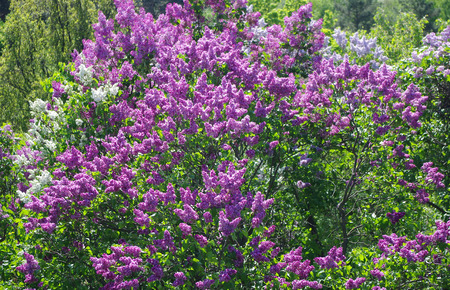 lilac flowersの写真素材
