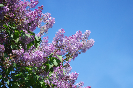 lilac flowersの写真素材