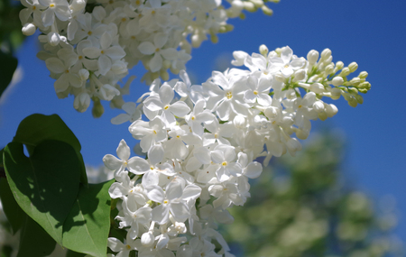 White lilac against the blue skyの写真素材
