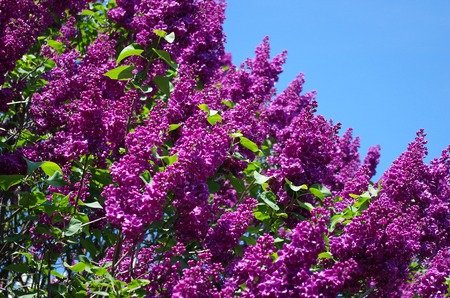 lilac flowersの写真素材