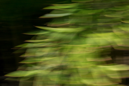 Abstract background image of bamboo leaves with a motion blur effectの写真素材