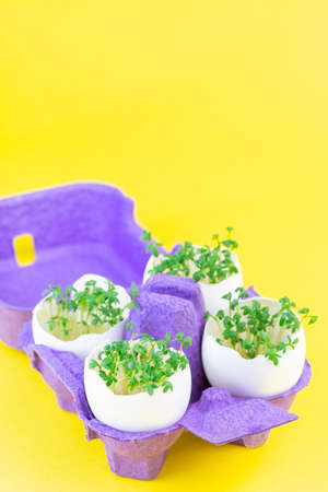 Garden cress growing in eggshells, on a yellow background, vertical, copy space
