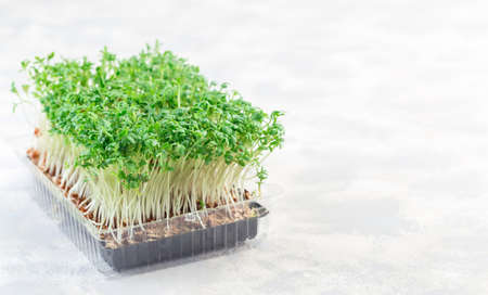 Microgreens in a plastic container, homegrown cress salad, horizontal, copy space