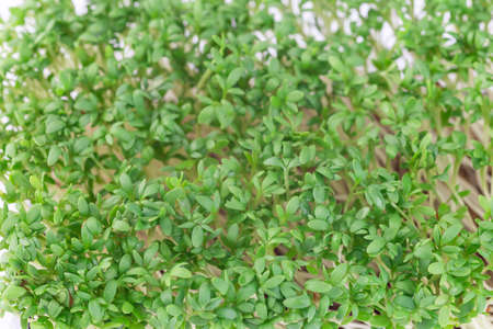Microgreens in a plastic container, homegrown cress salad, horizontal, closeup