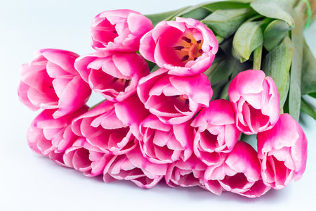 Bunch of beautiful pink white tulips on blue background, horizontal, closeupの写真素材
