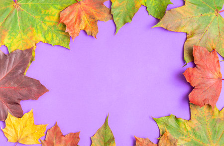 Frame with colorful maple leaves of yellow, orange, red and green on violet background, horizontalの写真素材