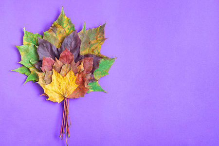 Colorful bouquet of maple leaves of yellow, orange, red and green on violet background, horizontalの写真素材