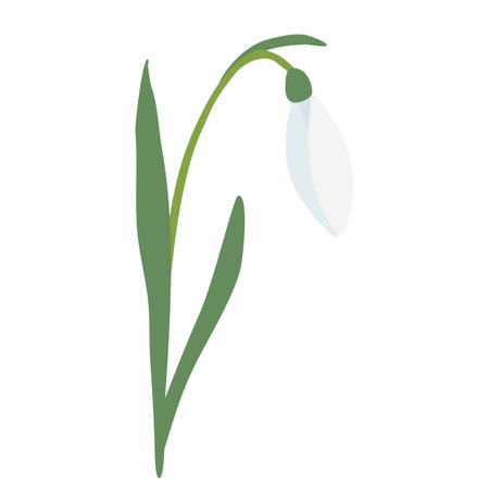 Snowdrop spring flower with leaning bud, isolated on white background, vectorのイラスト素材