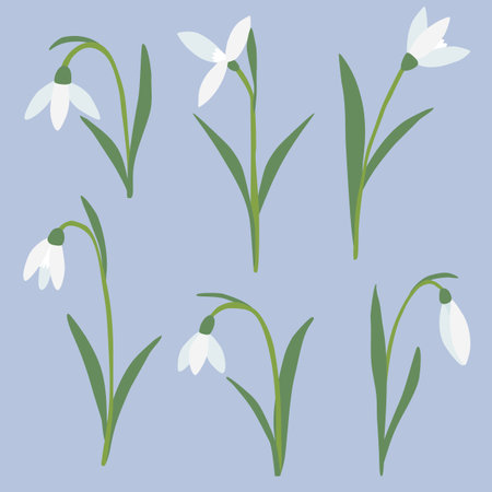 Set of different snowdrops spring flowers on blue background, vectorのイラスト素材