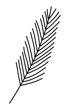 Simplified pine or fir branch silhouette, winter design element, doodle style vector outlineのイラスト素材