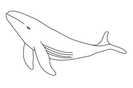 Big whale swimming underwater, doodle style flat vector outline for coloring bookのイラスト素材