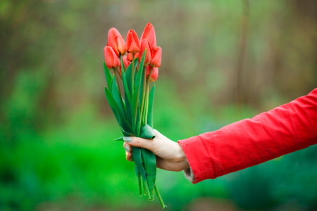 Beautiful woman hand with manicure holding tulips flowersの写真素材