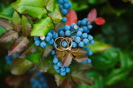 wedding golden rings on green grass backgroundの写真素材