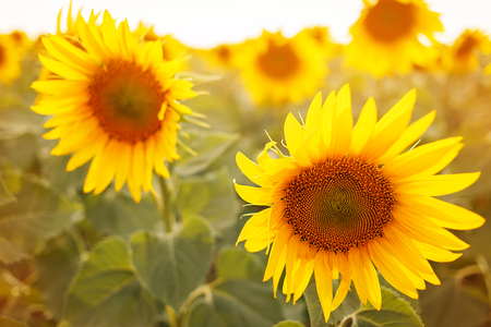 Romantic sunflowers in a field at sunsetの写真素材