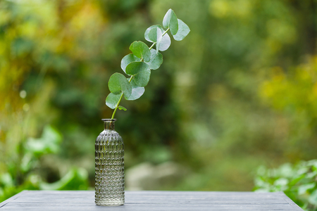 Eucalyptus in a glass vase on the tableの写真素材