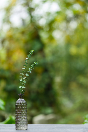 Eucalyptus in a glass vase on the tableの写真素材