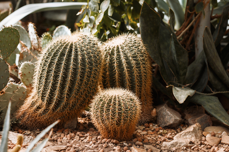 cacti in the botanical gardenの写真素材