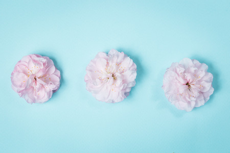 Summer cabbage rose centifolia background, soft blue background
