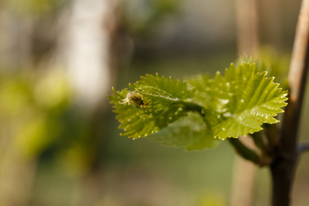 Branch of grape vine with young leaves. Close upの写真素材