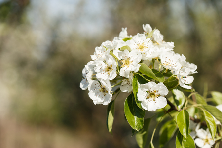 pear blossom on young branchesの写真素材