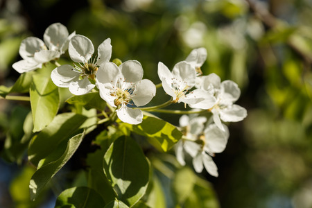 pear blossom over nature background, beautiful spring flowersの写真素材