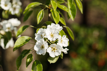 pear blossom over nature background, beautiful spring flowersの写真素材
