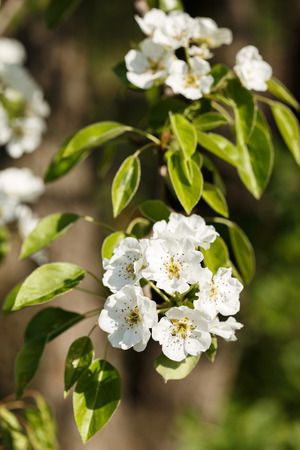 pear blossom on young branchesの写真素材