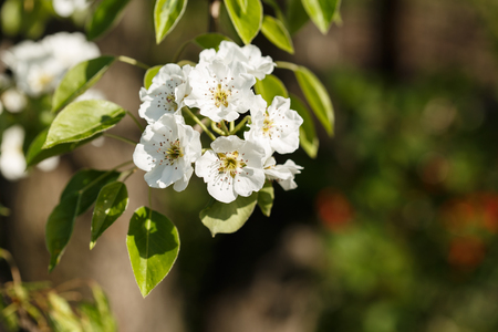 pear blossom over nature background, beautiful spring flowersの写真素材