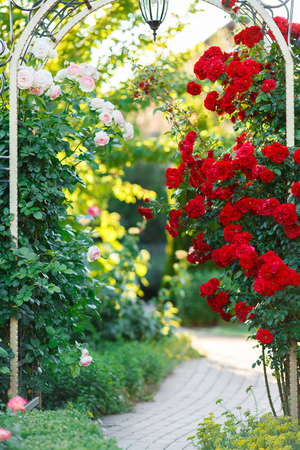Beautiful blooming red rose on a bush in the gardenの写真素材