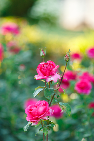 pink rose bush with flowers and green budsの写真素材