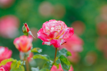 Pink pale roses bush over summer garden or park nature background. Roses garden, outdoor with sunshine and bokehの写真素材