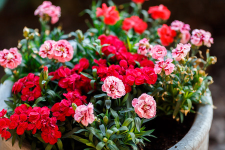 pink rose bush with flowers and green budsの写真素材