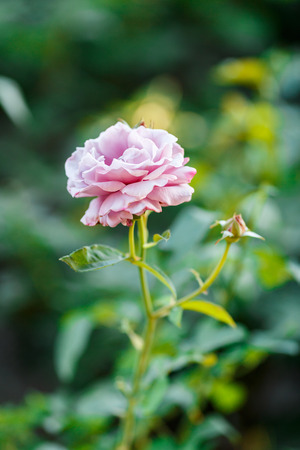 pink rose bush with flowers and green budsの写真素材