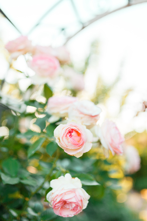 pink rose bush with flowers and green budsの写真素材