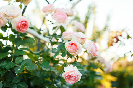 pink rose bush with flowers and green budsの写真素材
