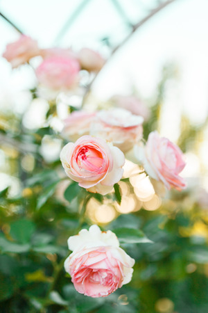 pink rose bush with flowers and green budsの写真素材