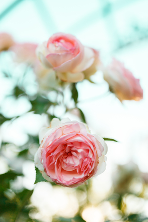 pink rose bush with flowers and green budsの写真素材